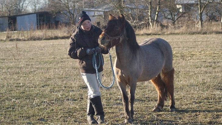 Shetlænder MR.Romeo billede 7