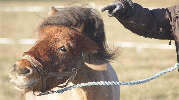 Shetlænder MR.Romeo billede 9