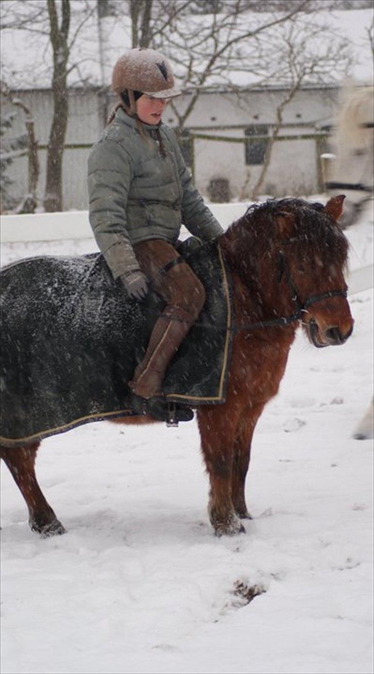 Shetlænder MR.Romeo billede 11
