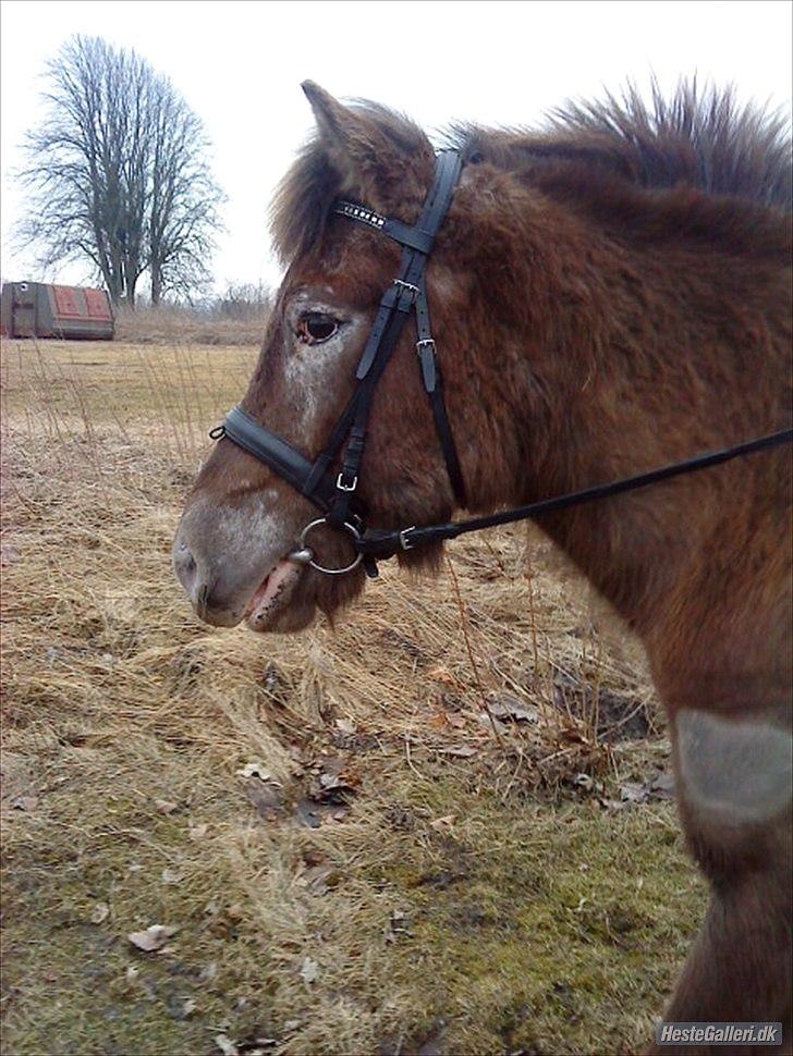 Anden særlig race Anton - Mig og Anton på tur :D billede 1