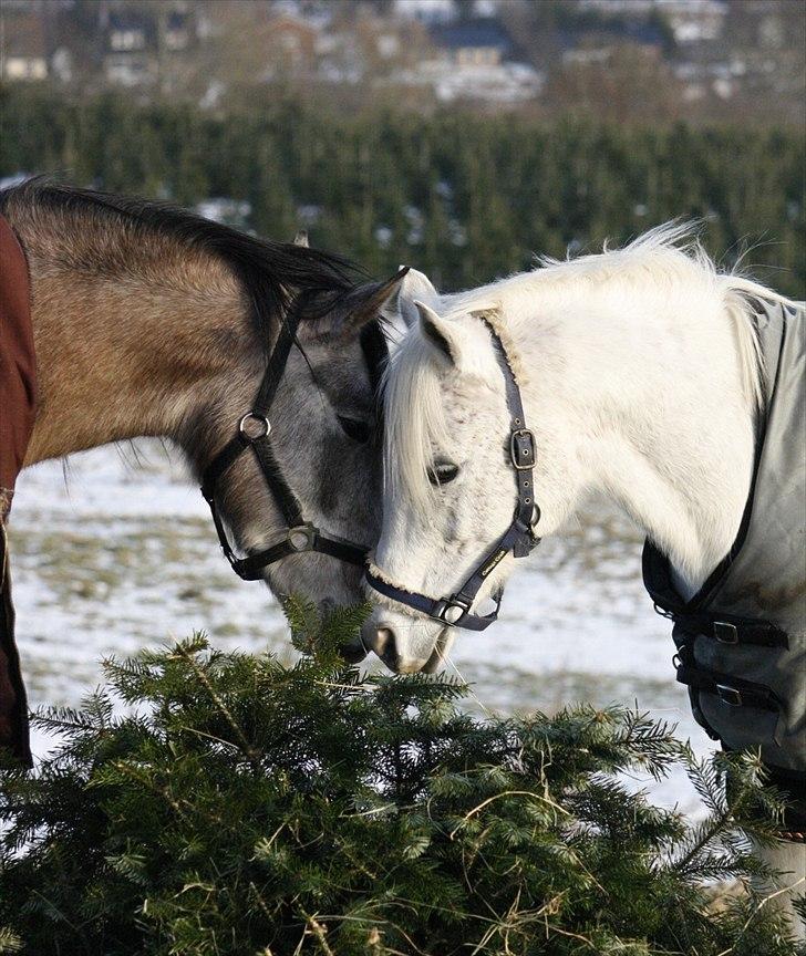 Shagya Araber (SH) Østergaards Amira - Første dag med White Boy - 1. januar 2011. billede 11