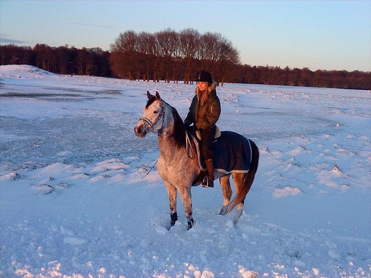 Arabisk fuldblod (OX) Jalle Junior *Halvpart* - i sneen :P billede 12