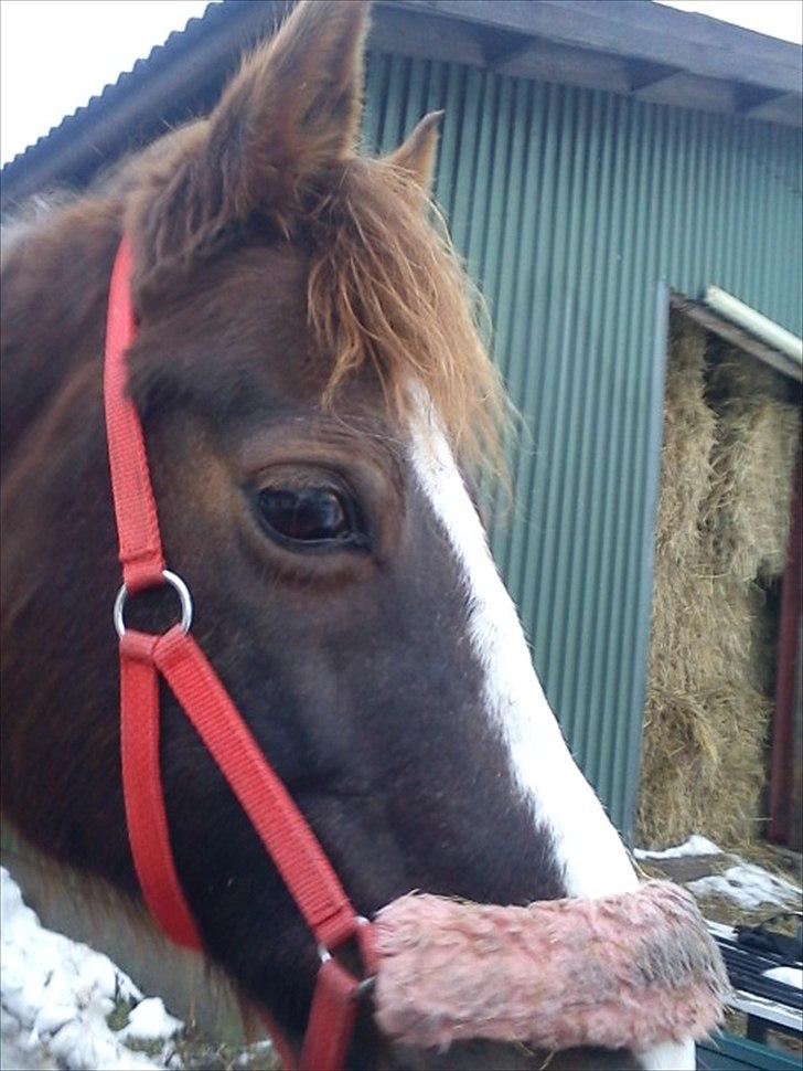 DSP Verdens bedste NYHOLM´S JUNIPER<3 - (; billede 5