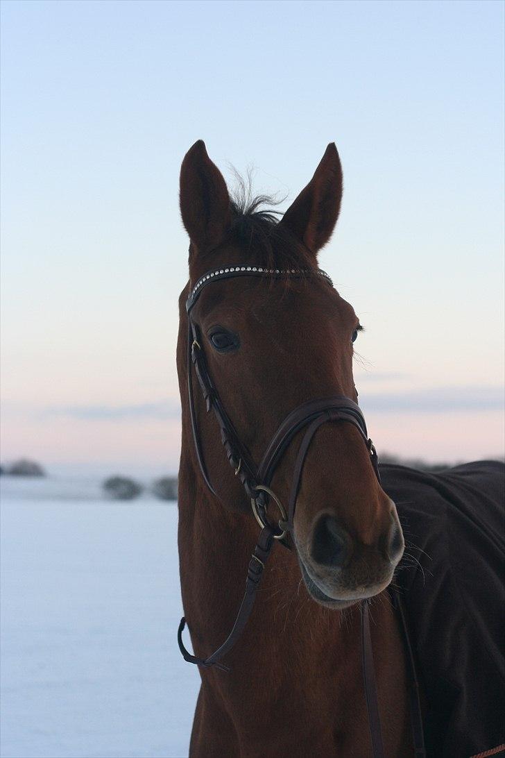 Trakehner Herbstrose - 16# 25 dec  2010 billede 16