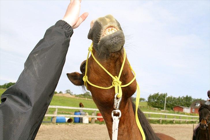 Anden særlig race Sheran - Du er helt fantastisk! Foto: Lærke billede 3