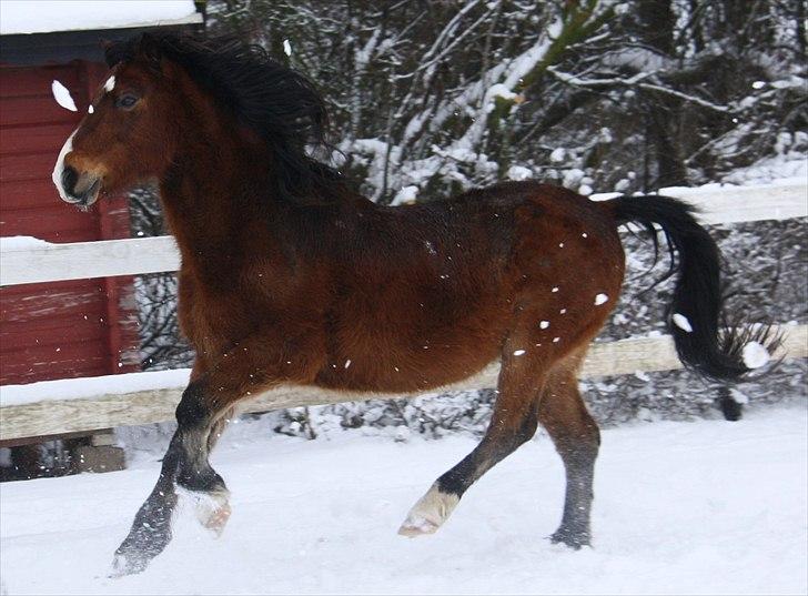 Anden særlig race Sheran - En fri hest, er en glad hest! <3 Foto: Mig (: billede 5