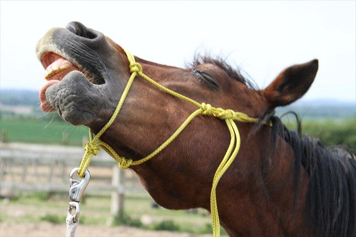 Anden særlig race Sheran - Tilbydninger! :D Foto: Lærke billede 8