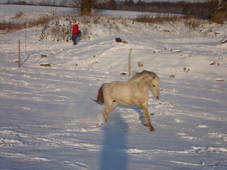 Tysk Sportspony Uriella "R.I.P" - Dejligt at løbe. 2010 billede 8