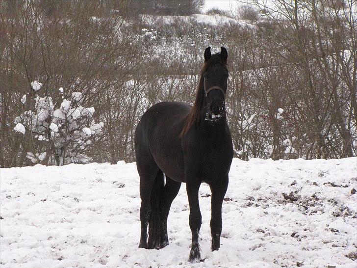 Frieser Cillias af Moltkenberg - Cillias i sneen 29.nov. 2010 billede 8