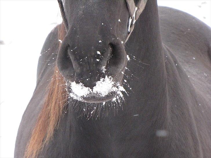Frieser Cillias af Moltkenberg - Snemule :-)) Love it. billede 9