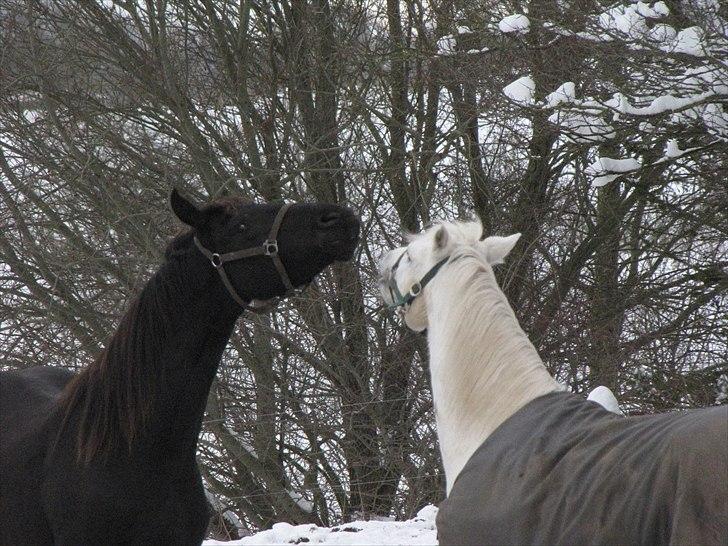 Frieser Cillias af Moltkenberg - "Slagsmål".... billede 10