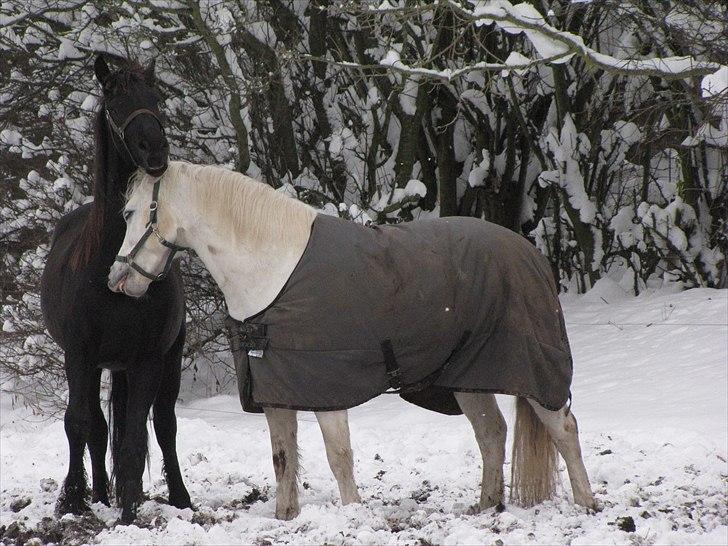Frieser Cillias af Moltkenberg - Cillias hygger med en ven i sneen - læg mærke til, at de "griner" begge to :-)) billede 11