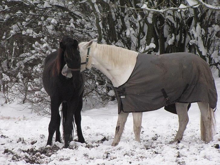 Frieser Cillias af Moltkenberg - Fjollehoveder :-) billede 12