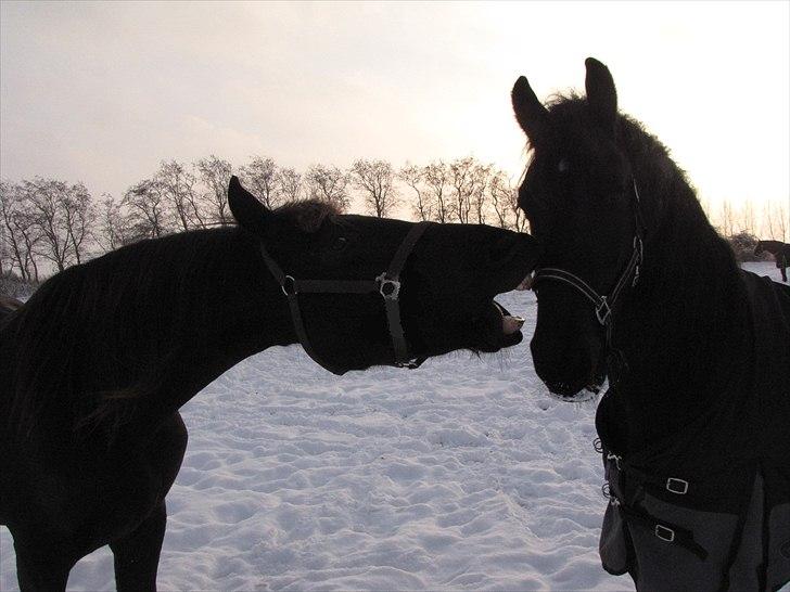 Frieser Cillias af Moltkenberg - Snap snap.....Min lille provokerende hest driller som sædvanligt en af de andre! billede 13