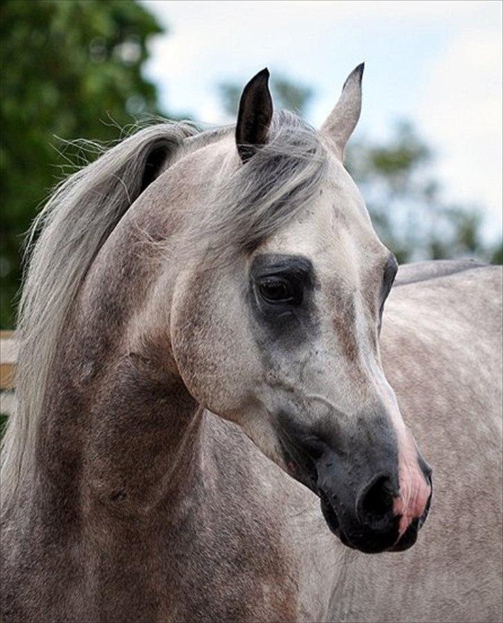 Arabisk fuldblod (OX) Bandolero ( himmelhest;( ) - billede fra midtgaards-arabian louise  billede 2