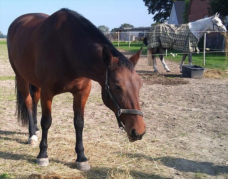 Anden særlig race Gaby (tilbage tidl ejer) billede 1