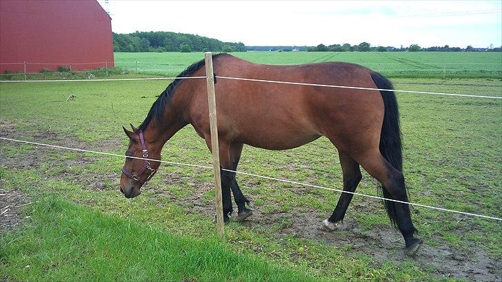 Anden særlig race Gaby (tilbage tidl ejer) billede 2