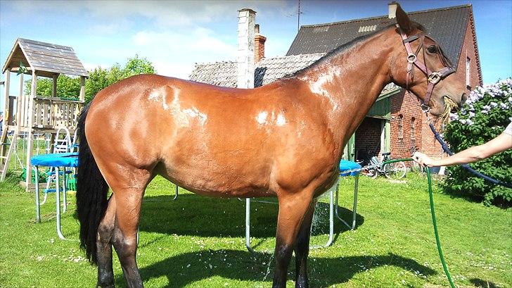 Anden særlig race Gaby (tilbage tidl ejer) billede 4