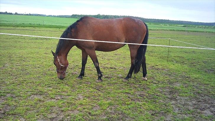 Anden særlig race Gaby (tilbage tidl ejer) billede 5