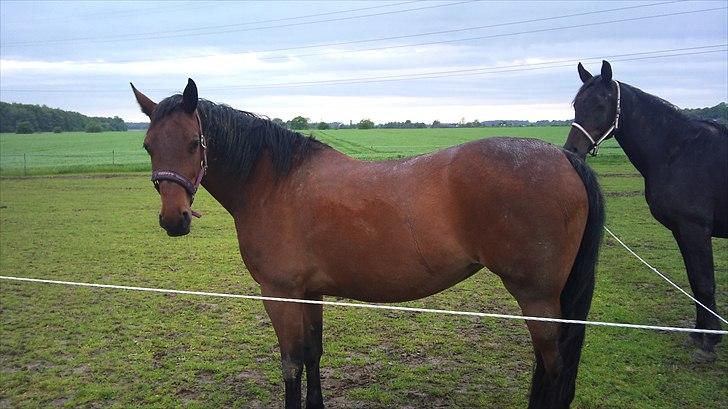 Anden særlig race Gaby (tilbage tidl ejer) billede 6