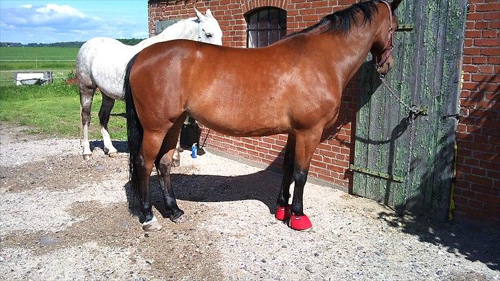 Anden særlig race Gaby (tilbage tidl ejer) billede 7