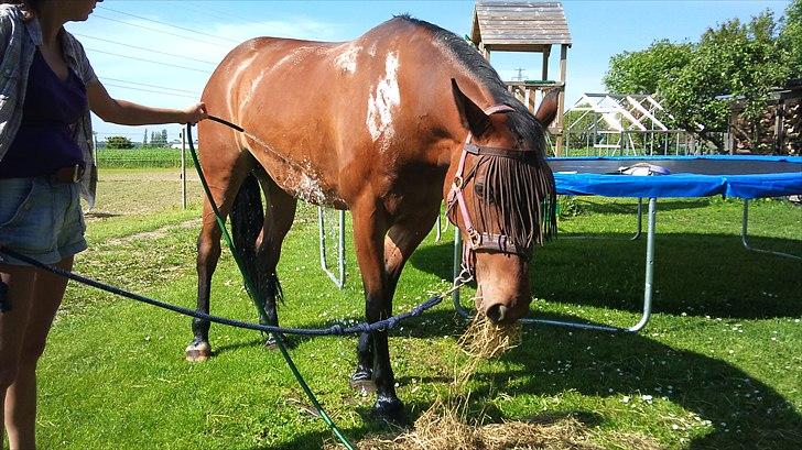 Anden særlig race Gaby (tilbage tidl ejer) billede 8