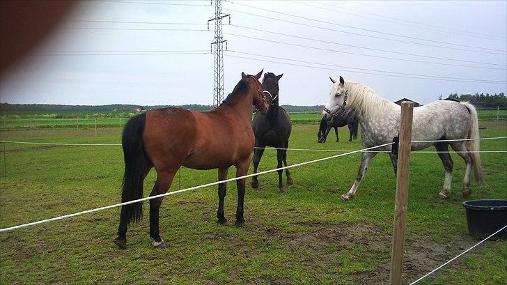 Anden særlig race Gaby (tilbage tidl ejer) billede 9