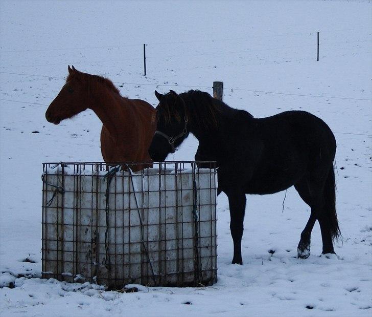 Anden særlig race Zilke  (DV+Frieser) - SOLGT billede 21