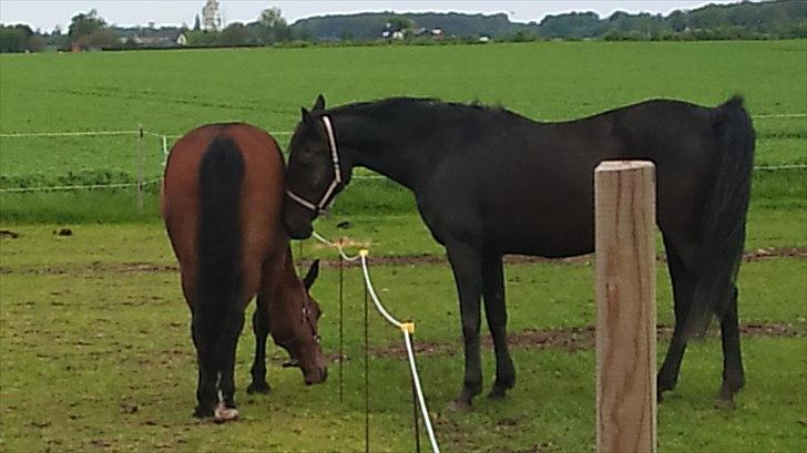 Anden særlig race Gaby (tilbage tidl ejer) billede 10