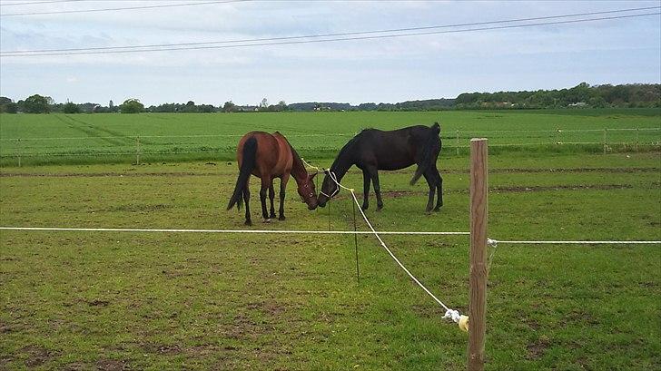Anden særlig race Gaby (tilbage tidl ejer) billede 11
