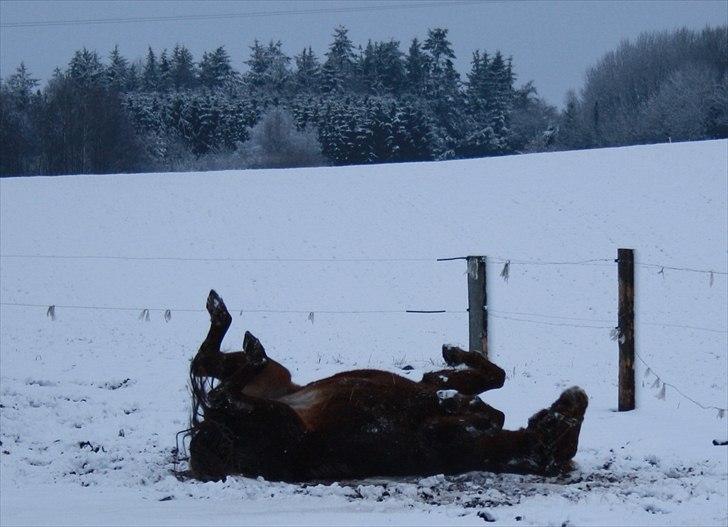 Anden særlig race Junni - RIP - den gamle nyder et snebad nov. 2010 billede 9