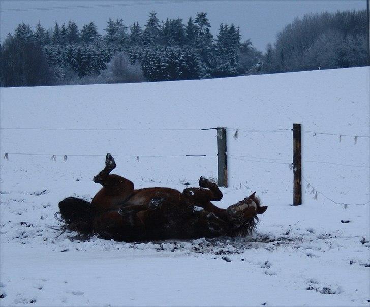 Anden særlig race Junni - RIP billede 10