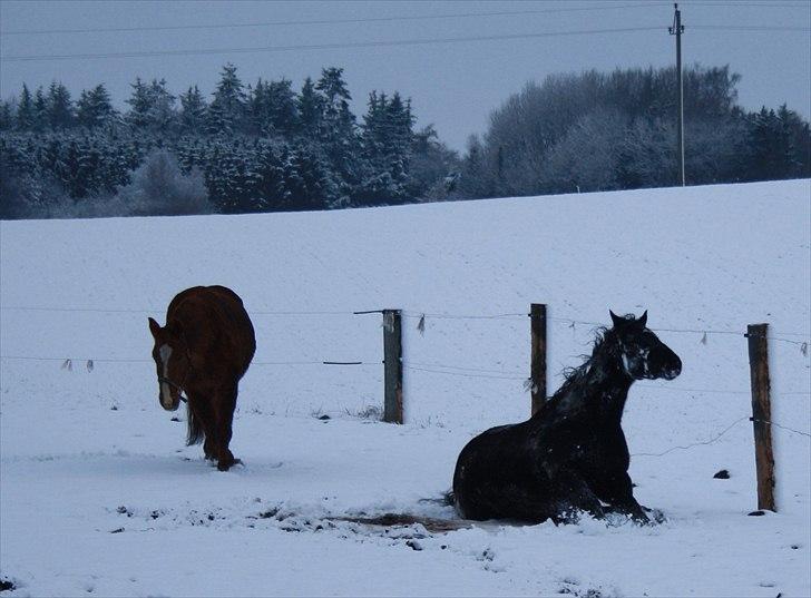 Anden særlig race Dansk varmblod - Zoya - dejligt snebad nov. 2010 billede 18