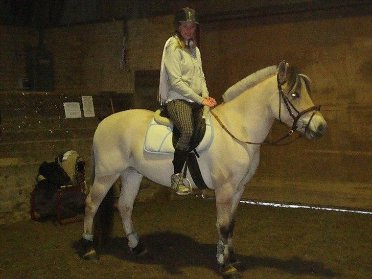 Fjordhest Westergaards Kilimanjaro billede 13