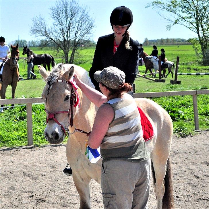Fjordhest Westergaards Kilimanjaro - Vandt vores første springstævne! :-D LE spring, skamby. Foto: Nadja Larsen. billede 15
