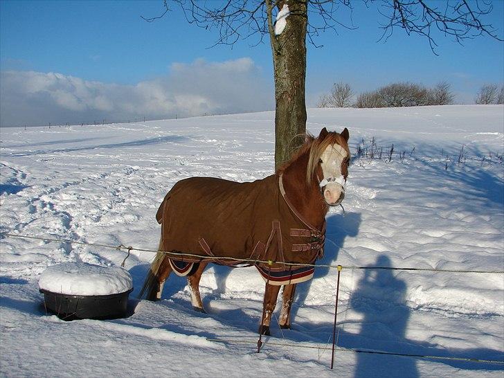 Welsh Mountain (sec A) Mosegaard's Surprice - Surprice 1 december 2010 billede 17