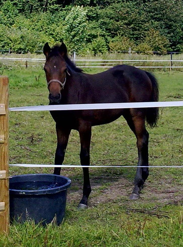 Dansk Varmblod Mødals Domina - tidligere hest billede 1