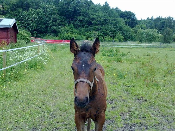 Dansk Varmblod Mødals Domina - tidligere hest billede 2