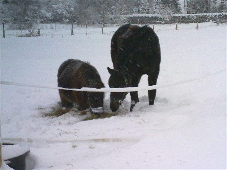 Dansk Varmblod Mødals Domina - tidligere hest billede 3