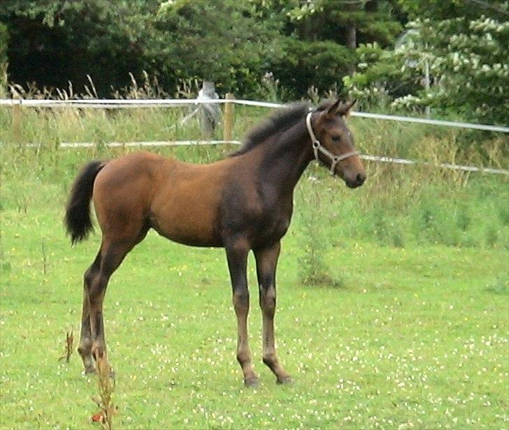 Dansk Varmblod Mødals Domina - tidligere hest billede 4