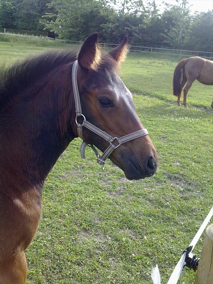 Dansk Varmblod Mødals Domina - tidligere hest billede 5