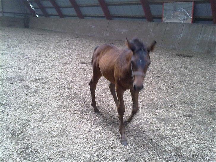 Dansk Varmblod Mødals Domina - tidligere hest billede 6