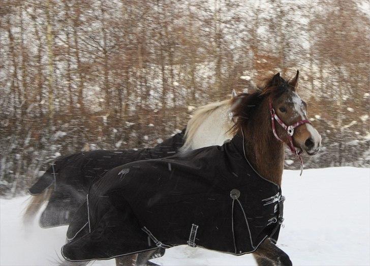 Anden særlig race Bjerrebogaards Candy billede 6