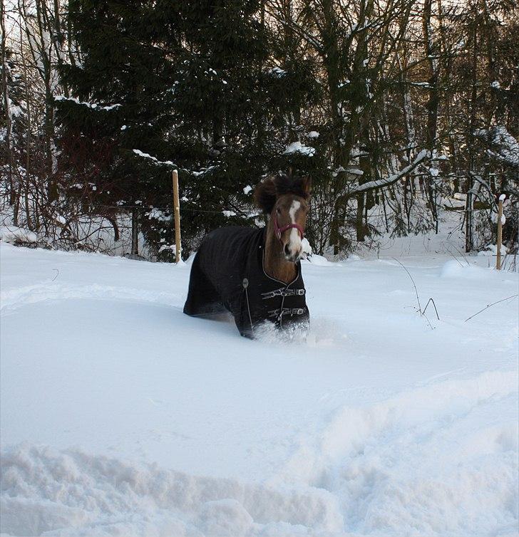 Anden særlig race Bjerrebogaards Candy billede 7