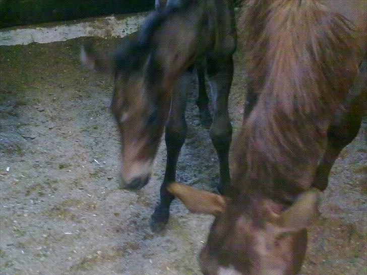 Dansk Varmblod Mødals Domina - tidligere hest billede 7