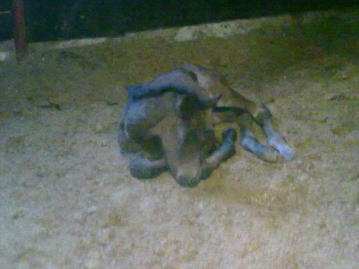 Dansk Varmblod Mødals Domina - tidligere hest billede 8