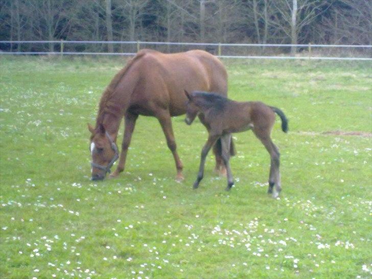 Dansk Varmblod Mødals Domina - tidligere hest billede 9
