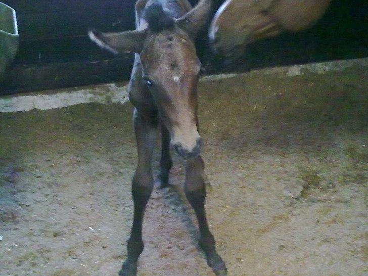 Dansk Varmblod Mødals Domina - tidligere hest billede 10