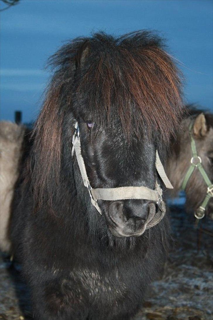 Shetlænder Black Stallion VBS - Hingstebassen<33:* billede 9