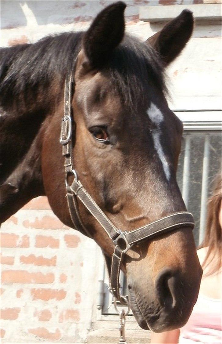 Schweres Warmblut Lorenzo - Velkommen til Lollo´s profil billede 1